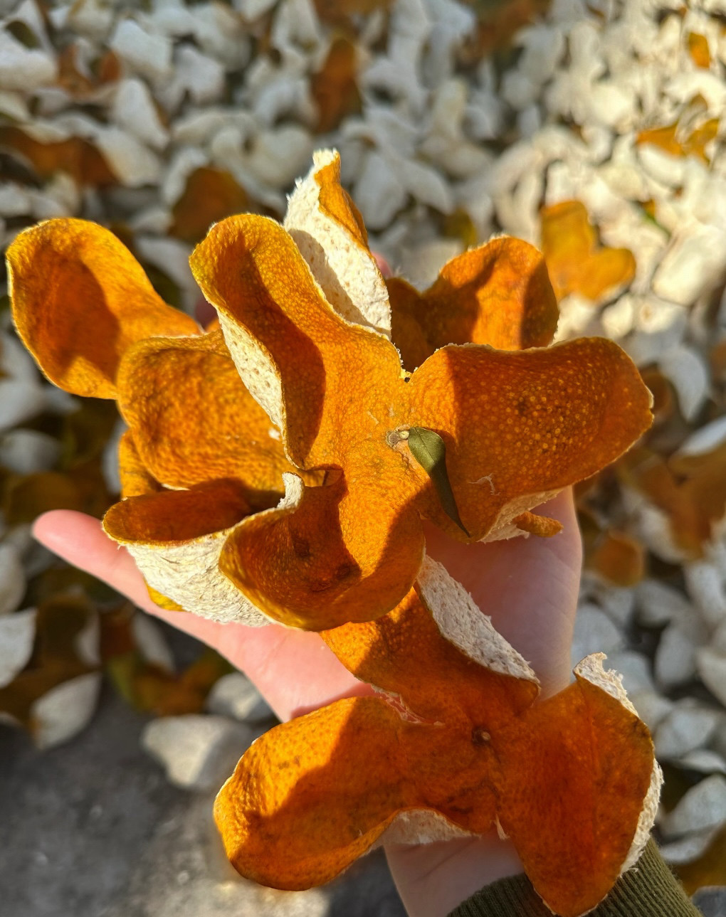 2025 Xinhui Chenpi Dried Tangerine Peel Da Hong Pi 250g Sun Dried Aged Citrus Peel for Tea and Cooking key features