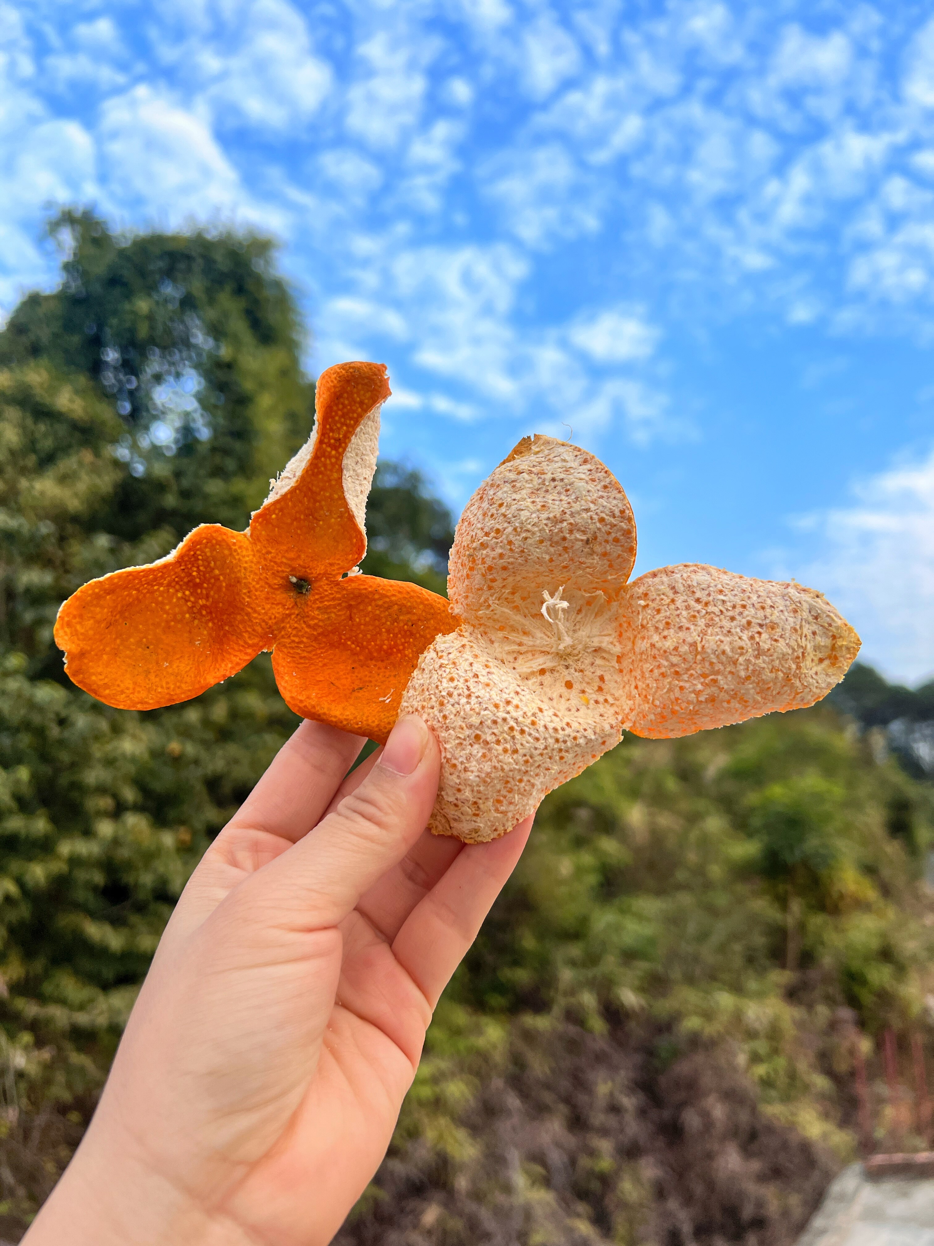 2025 Xinhui Chenpi Dried Tangerine Peel Da Hong Pi 250g Sun Dried Aged Citrus Peel for Tea and Cooking in use