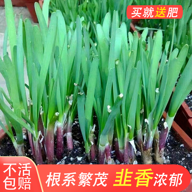 阳台上的四季鲜蔬：紫根红根韭菜苗的秘密