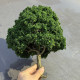 Scenario Model Wire Tree, Mid-Summer Green with Base Model, Green Tree Sand Table Platform Landscaping, Handmade DIY Materials
