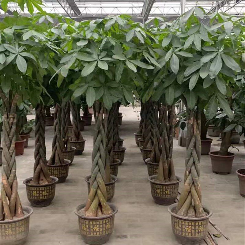 发财树盆栽 光瓜栗 马拉巴栗 园林绿化园艺花卉基地 盆栽绿植