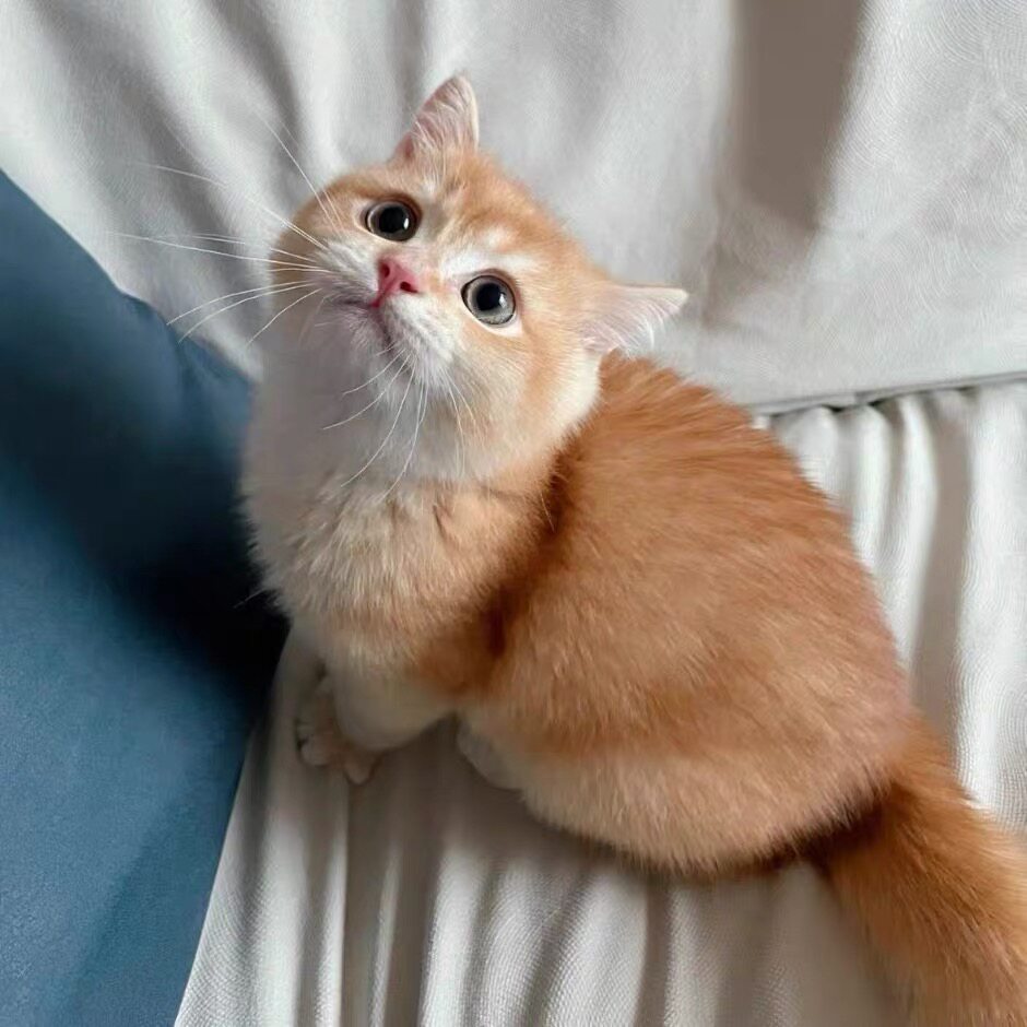 萌宠来袭！🐾家养中华田园猫幼崽🐾送福利-猫隧道-淘宝好物网