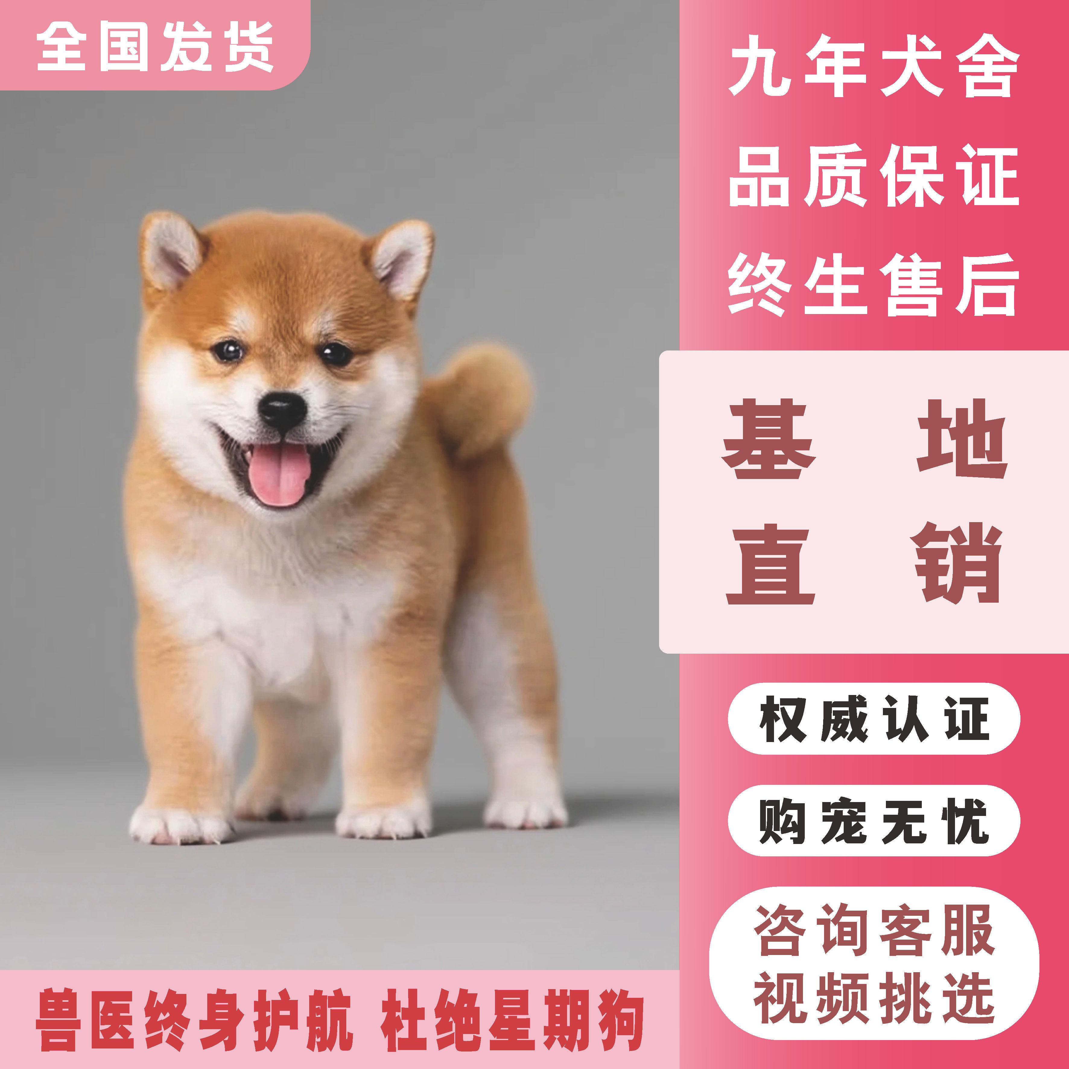 🐾 日本柴犬幼犬—— 宠物界的超级明星🐾-狗狗-淘宝好物网