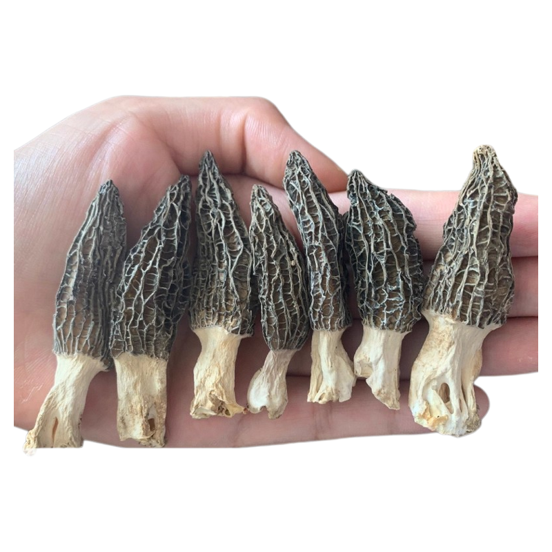 云南正品特级羊肚菌1*16根
