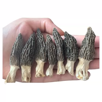 云南正品特级羊肚菌1*16根