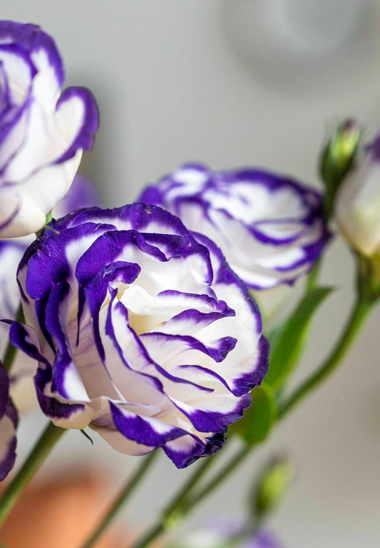 水流的艺术:庭院与花园中的灵动之美