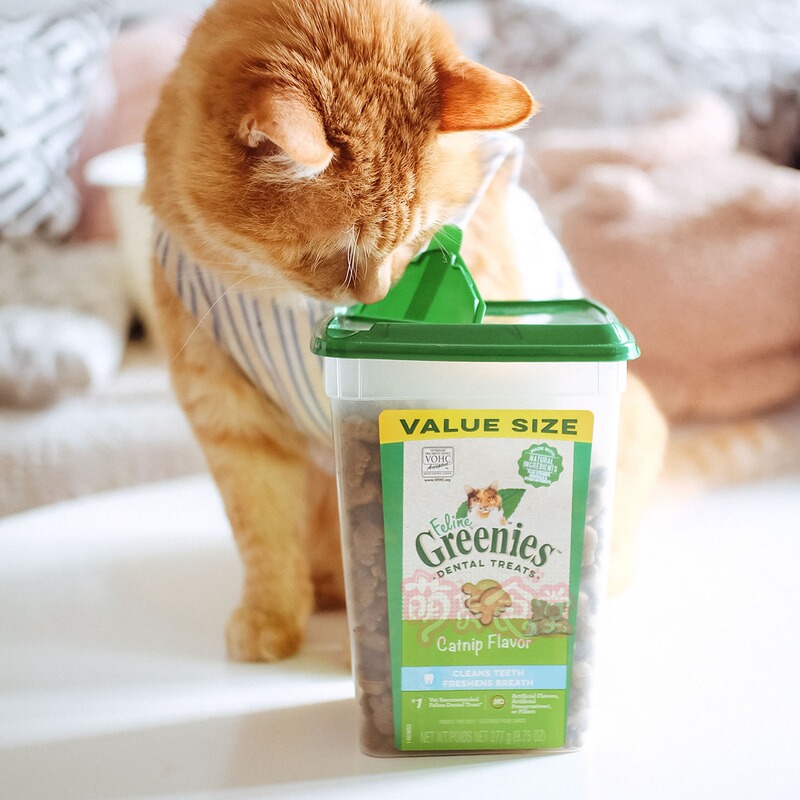 Cute Goods Canteen Greenies Green American-Made Cat Dental Cleaning Biscuits Snack Bucket for Teeth Cleaning, Breath Freshening, and Plaque Removal 277g