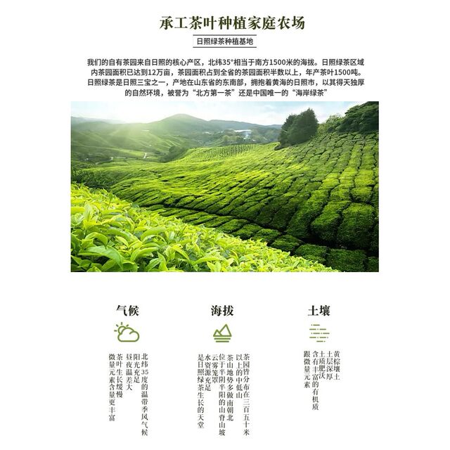 25-Year Spring Tea Gift Box Set, Rizhao Green Tea, Exquisite Gift Box Set of Field-Grown Tea, High Fragrance and Strong Flavor