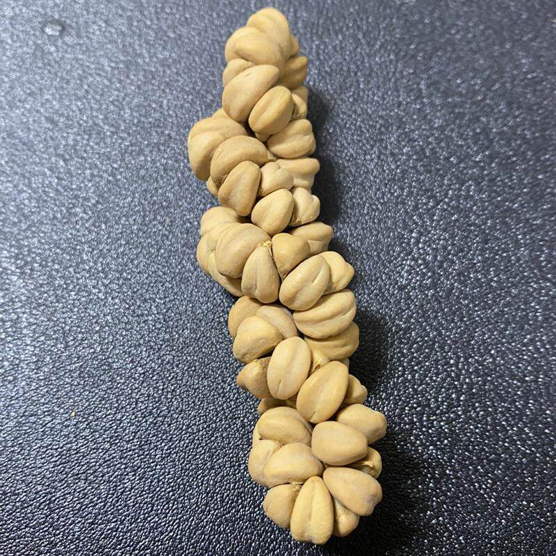 文玩大肠手串五福籽大肠手串山楂籽大肠五福子大肠