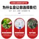 P-Phenolol Industrial Grade P-Phenolol Gel Preservative and Anti-Mold Agent Application