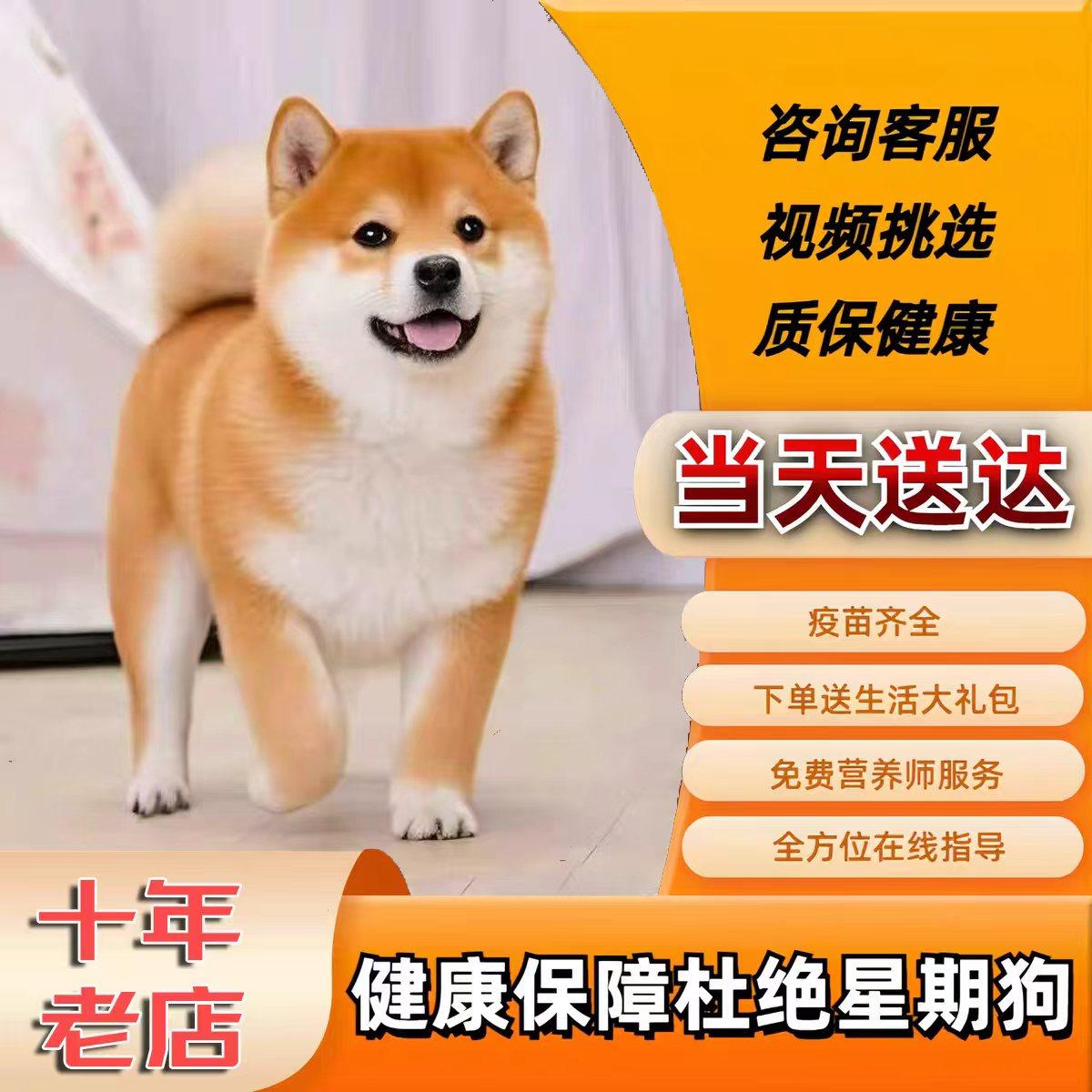 🐾寻找理想宠物伙伴？试试【上海犬舍】纯种柴犬幼犬Puppy 🐾-狗狗-淘宝好物网