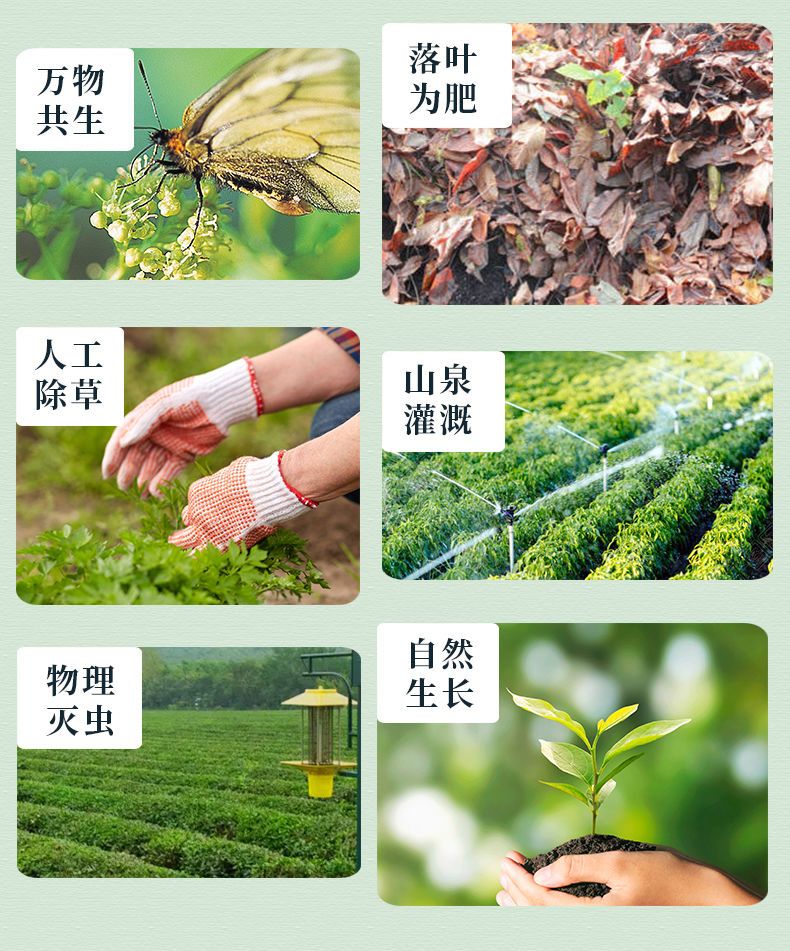 安享好物 安享S级绿茶-有机浓香绿茶 国标 