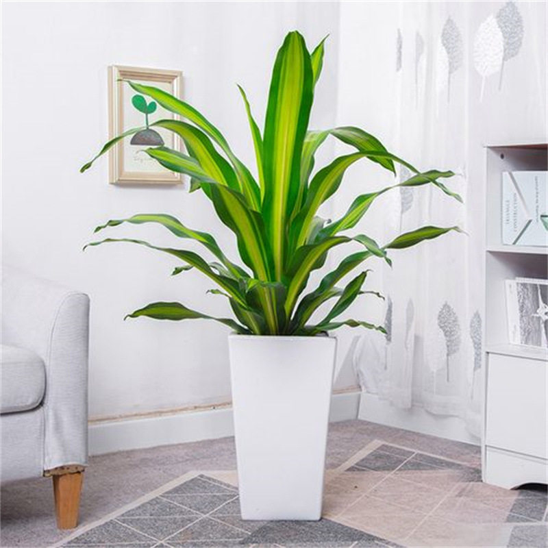 如何在2026年打造充满个性的客厅植物美学？——荷花铁美人铁金心也门铁造型老桩盆栽『金星』巴西铁全解析