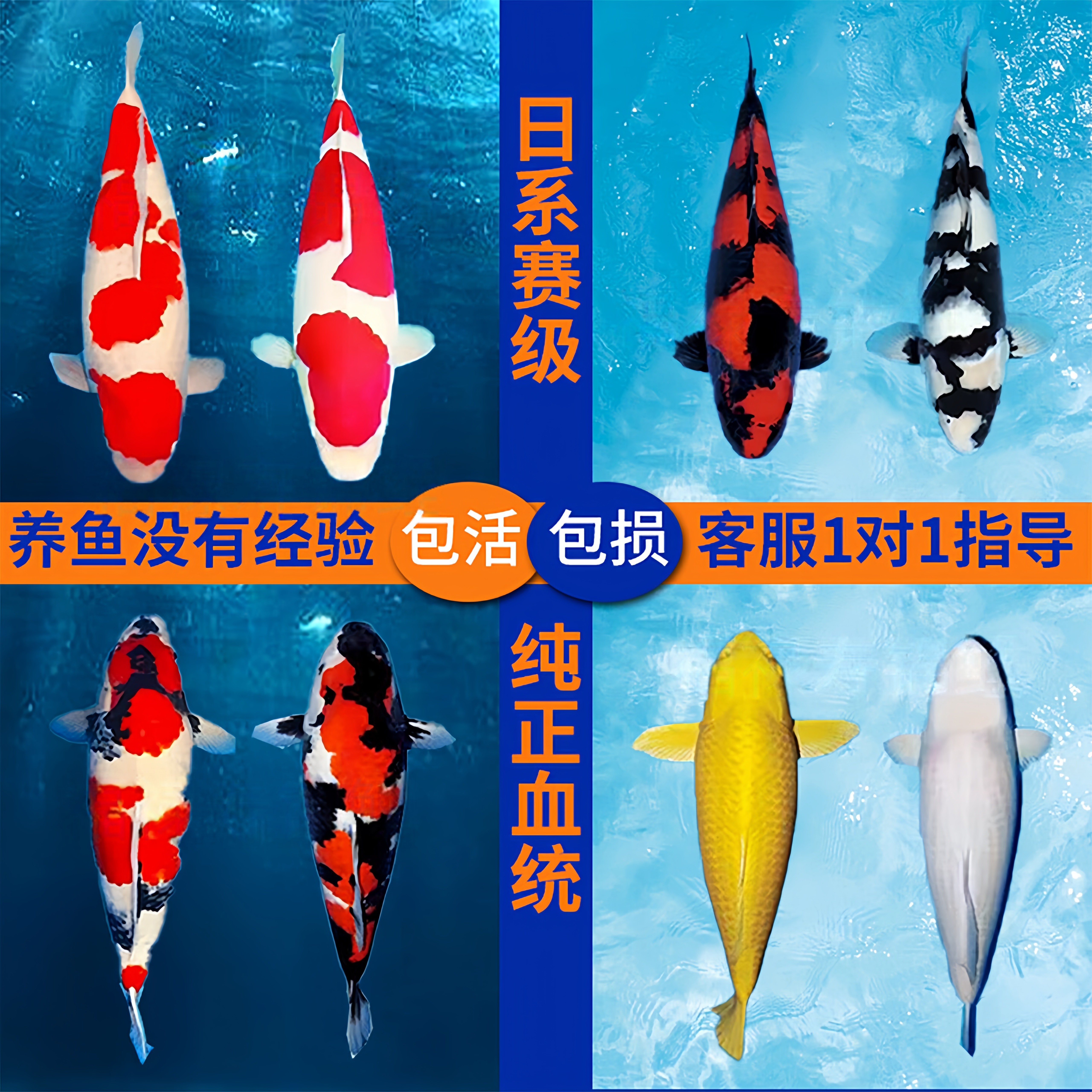 宠爱天地