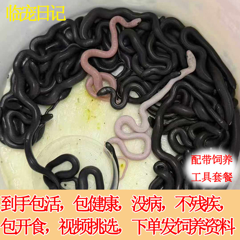 🐾 寻找完美宠物?临宠日记墨西哥黑王蛇等你带回家 🐍-宠物蛇-淘宝好物网
