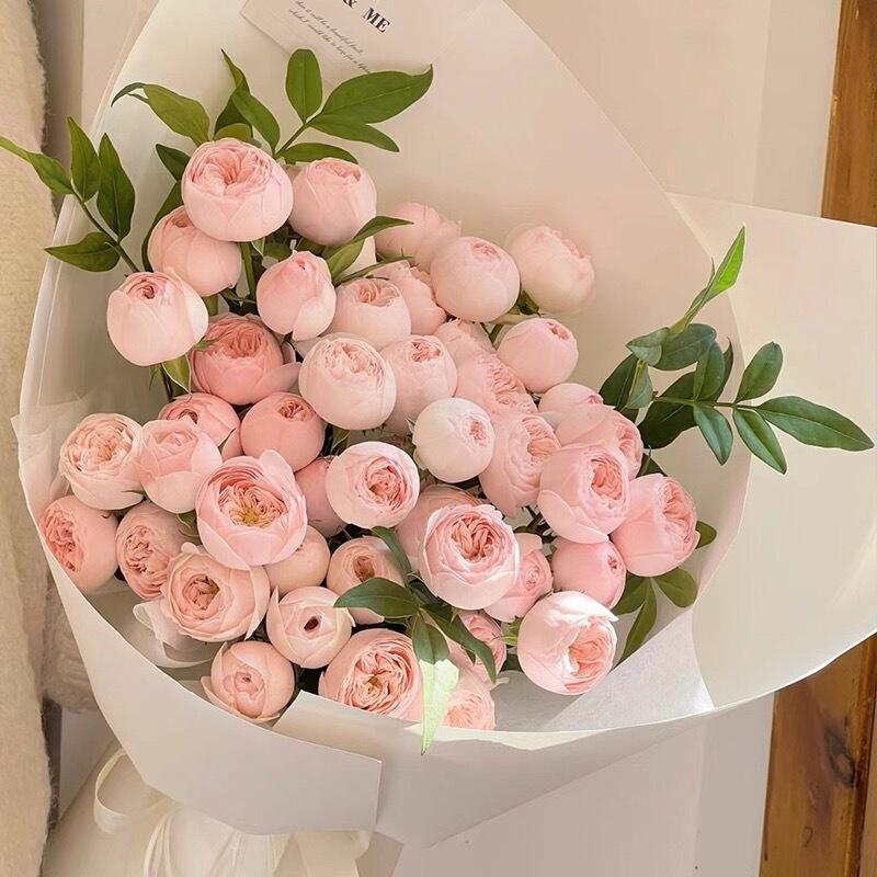 【Sf Cold Chain】Rare Variety Coolpi Baobei Multi-Head Rose Flowers, Direct Delivery from Yunnan, Suitable for Indoor Vase Arrangements 【Sf Cold Chain】Rare Variety Coolpi Baobei Multi-Head Rose Flowers, Direct Delivery from Yunnan, Suitable for Indoor Vase Arrangements