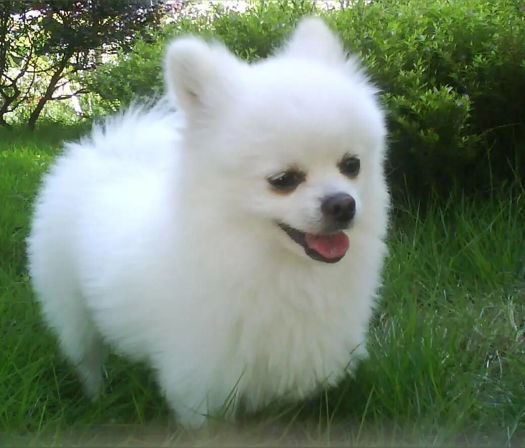 左田家宠物用品店的LOGO