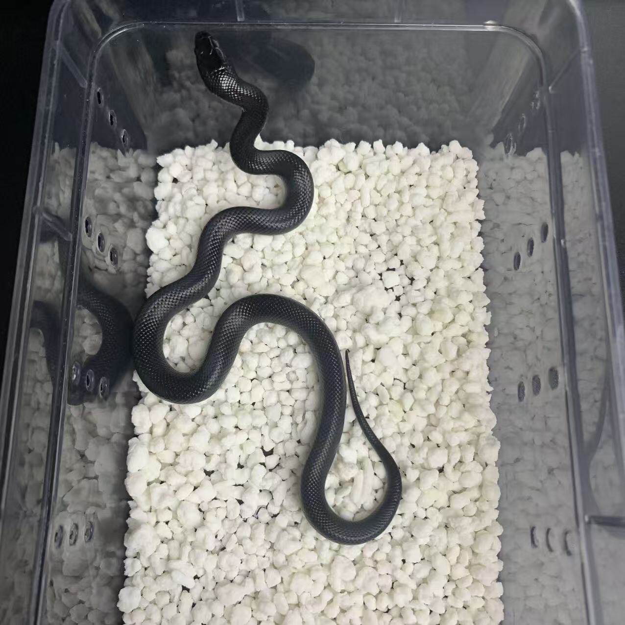 🎉黑王蛇宠物 |精品墨西哥无毒宠物蛇,新手必入🐍-宠物蛇-淘宝好物网
