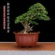 Fine diamond flower purple sand orchid flower pot Master bonsai pot desktop flower personalized ceramic Chinese style home use