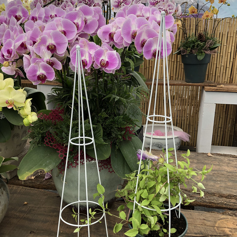 山乌龟球兰玫瑰月季铁线莲花架爬藤架子植物攀爬造型小支架杆铁艺-淘宝Taobao | 天猫Tmall