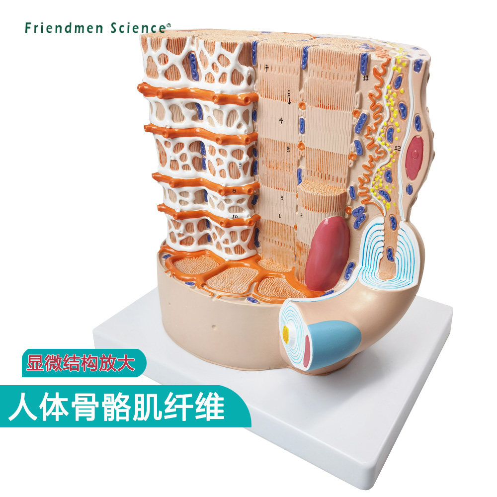 骨骼肌纤维显微解剖模型 骨骼肌模型 胶原纤维 网状纤维 人体骨骼