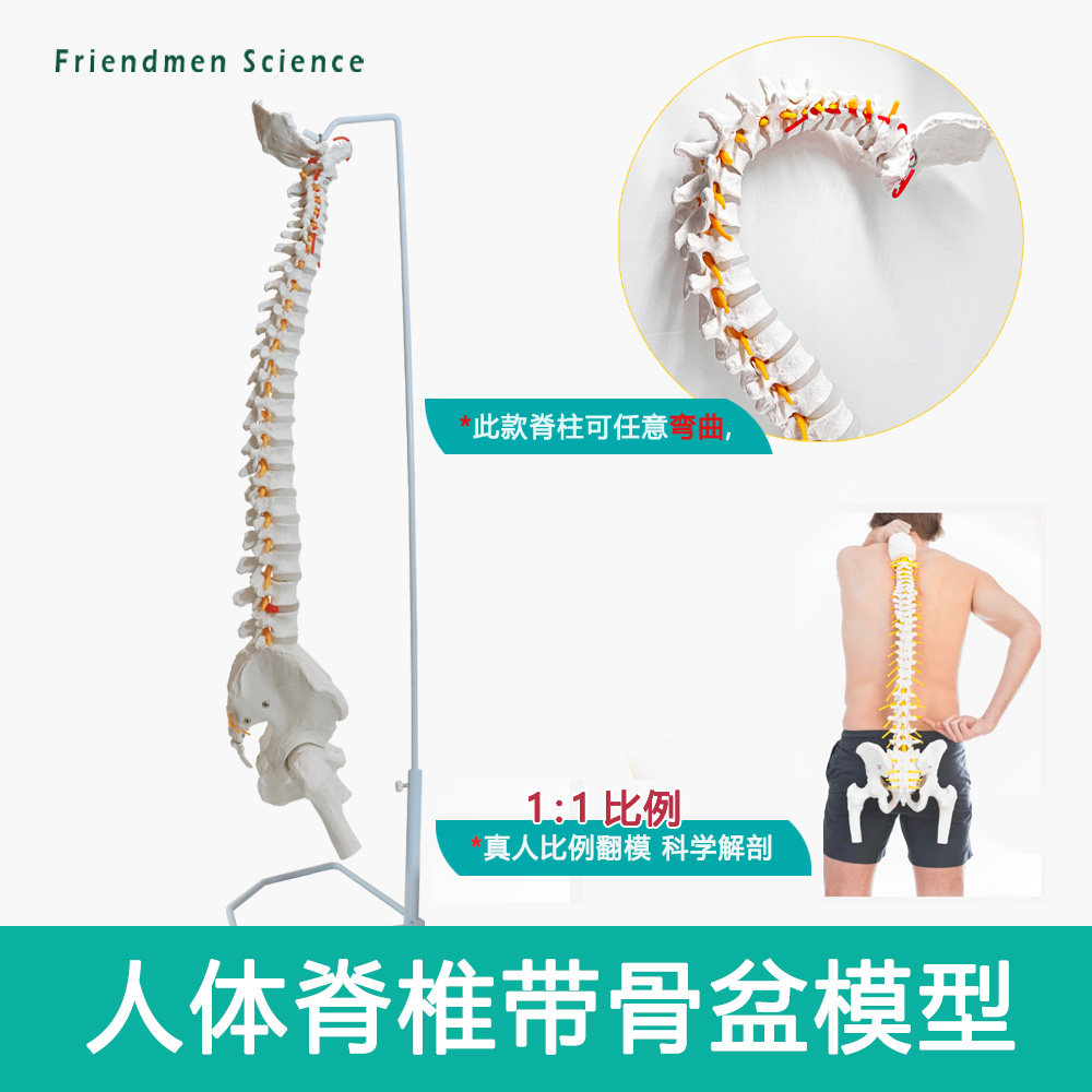 人体脊椎模型带骨盆股骨 人体骨骼 挂式脊柱医用 脊柱模型