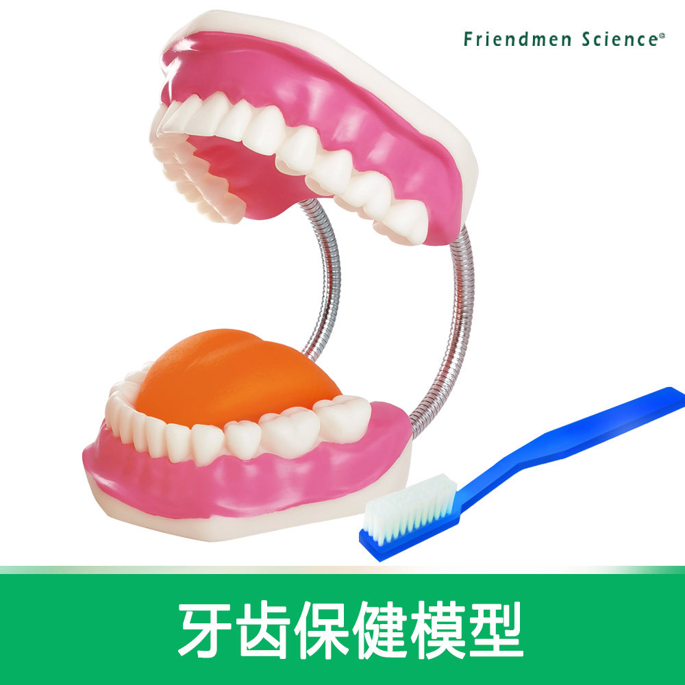 6倍放大口腔保健护理模型标准牙模教具儿童刷牙玩具牙齿牙科演示