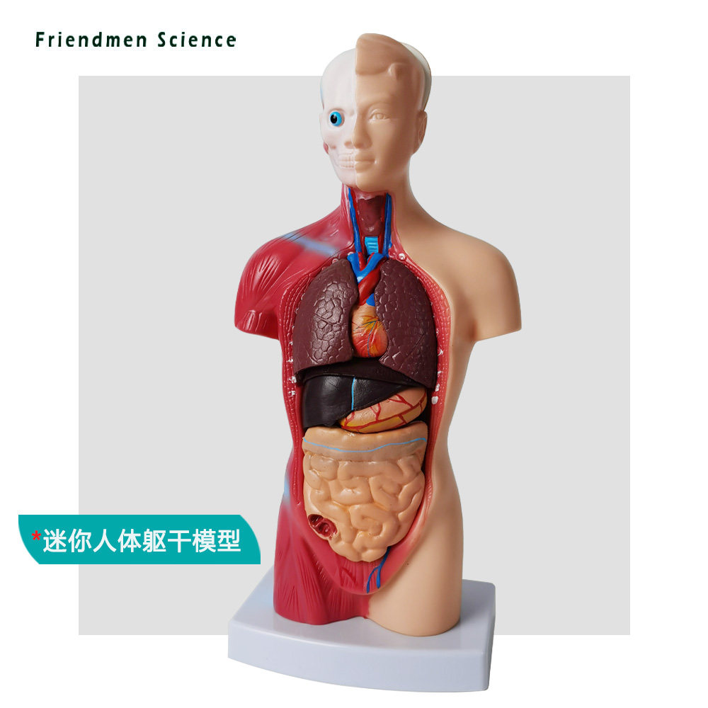 人体模型解剖心脏模型大脑人体结构模型医学器官躯干