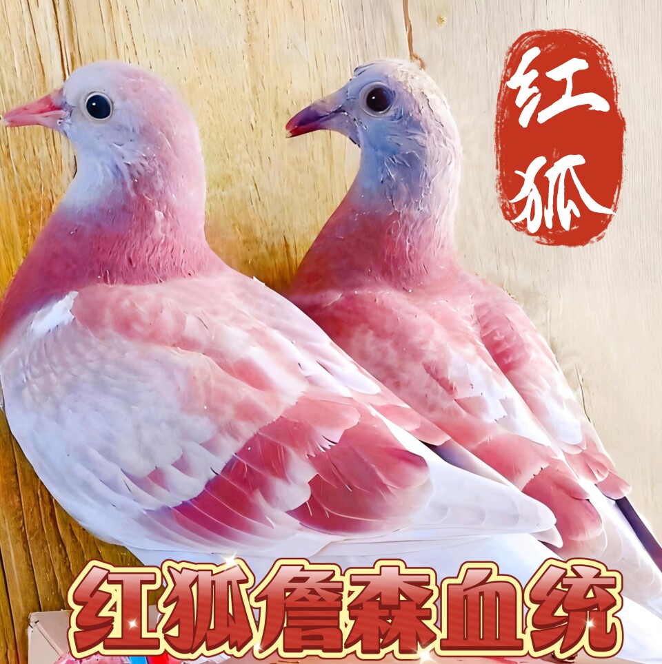 赛鸽之家的LOGO