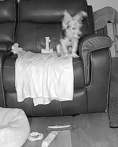 img-006.webp