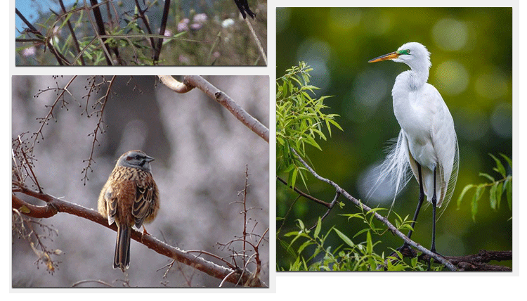 Gửi túi ống kính Canon Canon EF-S 55-250mm IS STM Ống kính tele chống rung Canon SLR STM