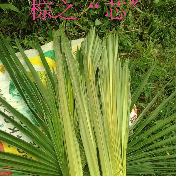 Fresh Palm Leaves, Palm Tree Leaves, Hand-Woven Grasshoppers and Other Palm Weaving Materials, Student Handmade Straw Animals DIY Fresh Palm Leaves, Palm Tree Leaves, Hand-Woven Grasshoppers and Other Palm Weaving Materials, Student Handmade Straw Animals DIY