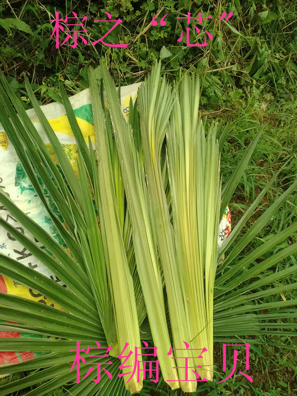 Fresh Palm Leaves, Palm Tree Leaves, Palm Core Weaving, Butterflies, Grasshoppers, Etc. Palm Weaving Student Craft Materials