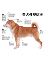Shiba Inu Identification and Condition Assessment