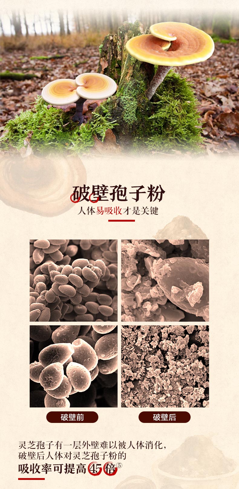 汤臣倍健 破壁灵芝孢子粉胶囊 60粒 图6