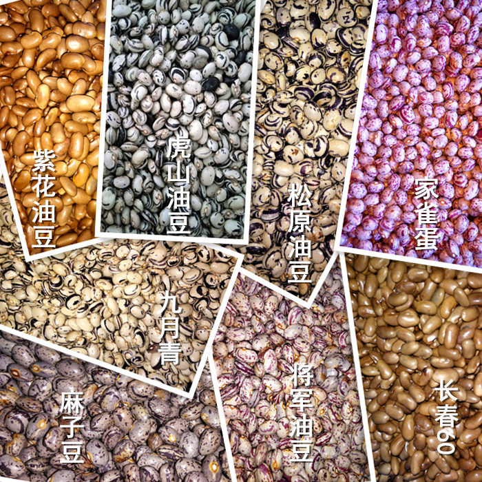 东北油豆角种子油豆角种子架油豆角籽黑龙江油豆角籽油豆角籽
