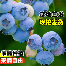 Extra large blueberry saplings, saplings, soil potted plants, current year results, south and north planting courtyard blueberry tree saplings