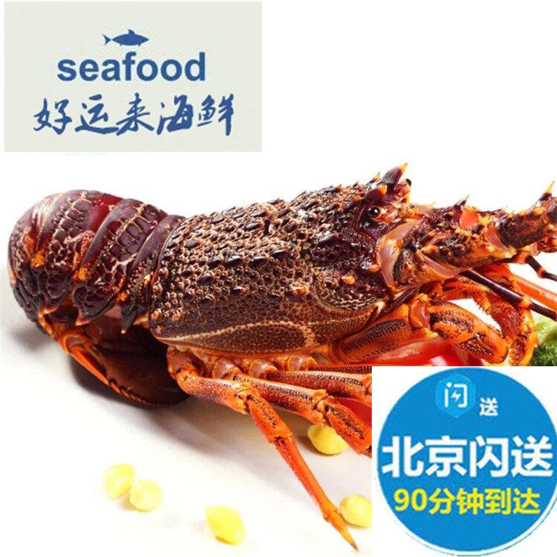 Beijing Shanghai can flash live Australian lobster Newong New Zealand's Aussie seafood 2 catties