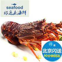 Beijing Shanghai can flash fresh Australian lobster New Zealand Aolong seafood 2 pounds starting from the auction