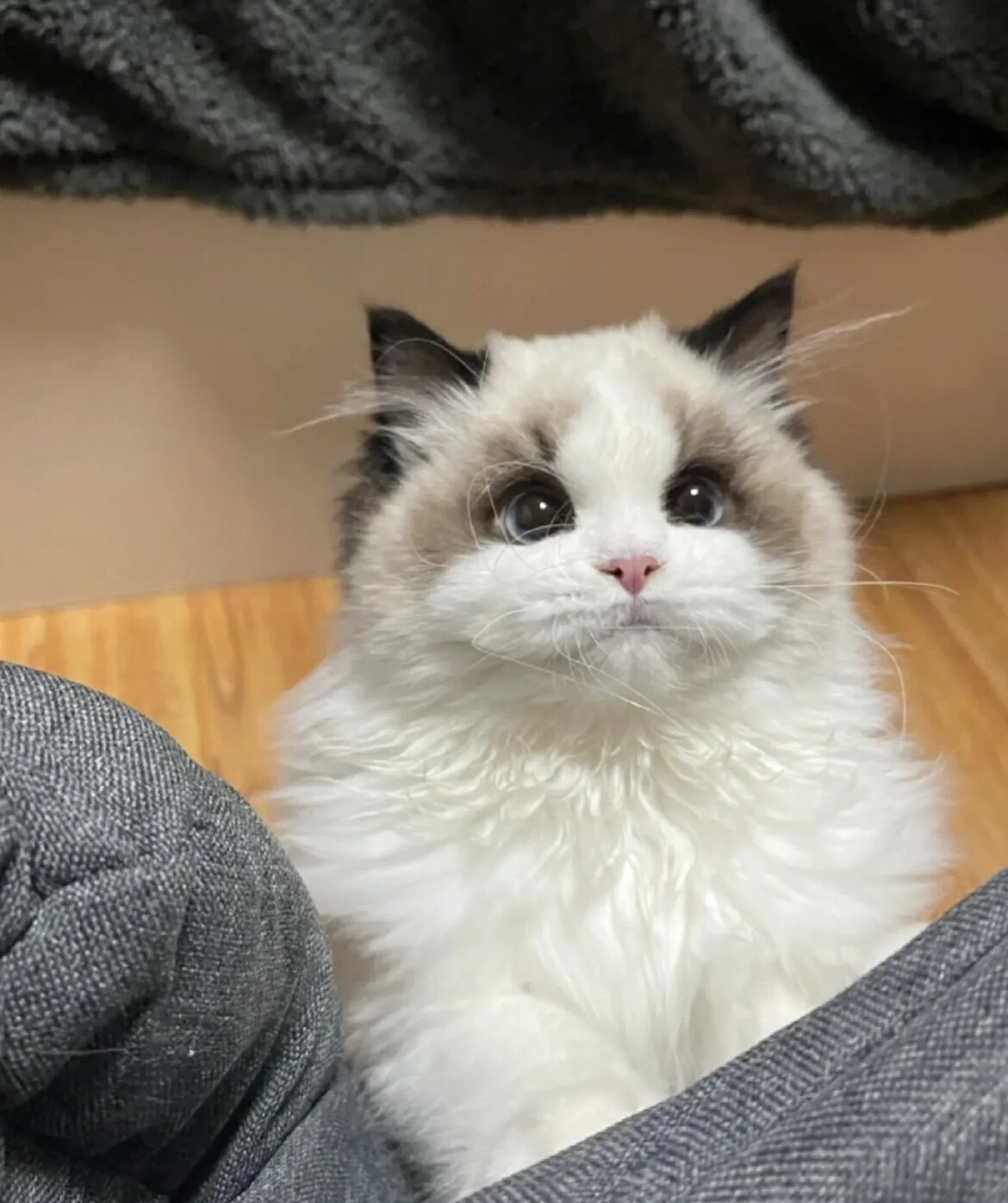 爱宠一鸣精品猫舍