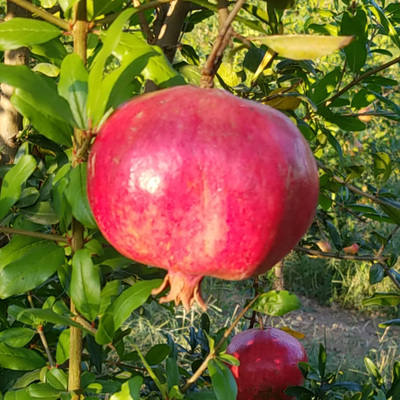 当季整箱突尼斯软籽石榴中果