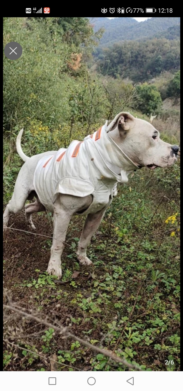 Hunting dog armor hunting Dugao anti-wild boar anti-stab vest hunting dog anti-bite bit soil hunting subdivision Guangxi armor