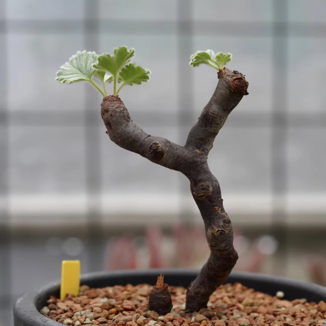 Suxi's garden branches Yangki