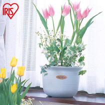 Clearance Alice Japanese Creative Imitation ceramic tulip pot plastic flower pot round Alice potted small flower pot