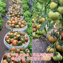 Early-maturing and high-yielding iron skin Persimmon seed Dandong strawberry tomato seeds crispy oil skin tomato field shed vegetable garden seed