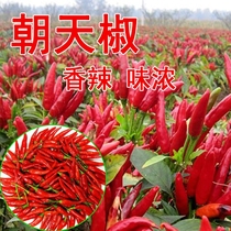 Small pepper big field seed Chaotian Pepper Red Arrow 8 generation hybrid early maturing dwarf Qihong 9 F1 Red pepper seeds