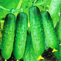 High-yield early-maturing fruit cucumber seeds Four Seasons vegetable seeds short and thick sweet crispy melon disease resistance