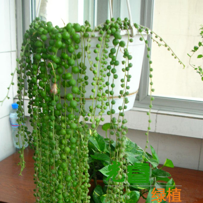 垂钓花卉土培水培花卉盆栽绿植金心吊兰绿萝吊兰铜钱草吸甲醇包邮