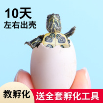Turtle eggs can be hatched and fertilized Chinese grass turtle seedlings golden thread ink turtle eggs small turtle living pet grass turtle eggs