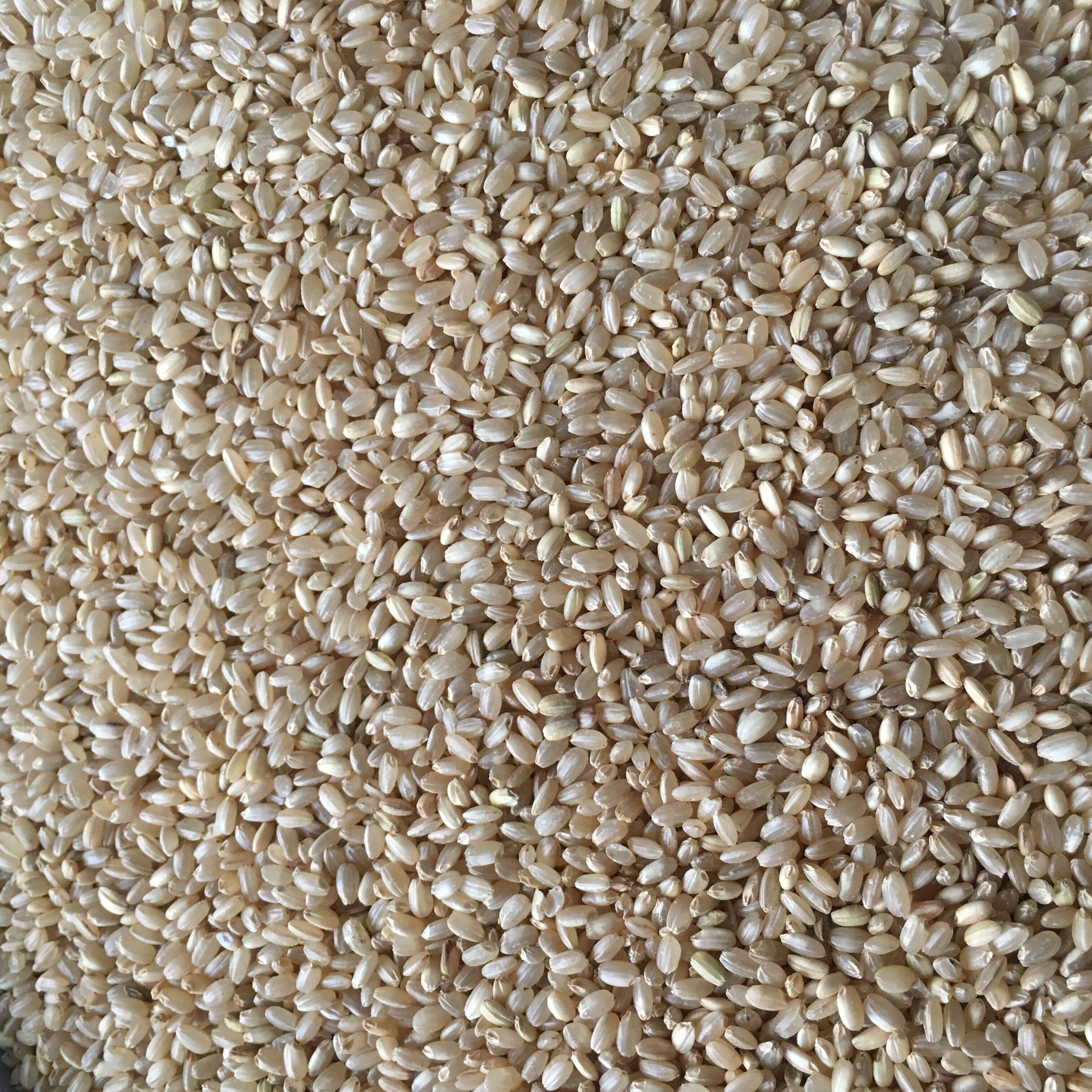 Brown rice rice germ rice germ pigeon grain grain grain grain grain grain grain in northeast of the northeast